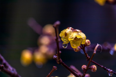 雨滴蜡梅