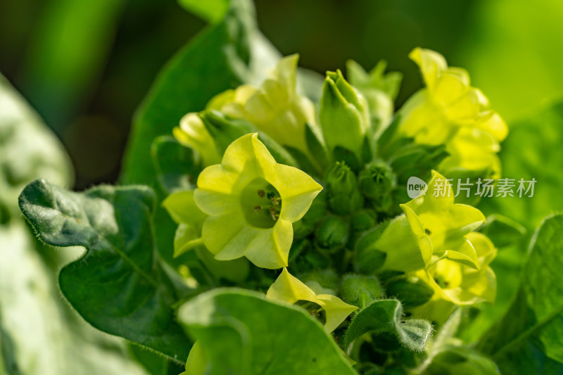 中国东北七月份刚刚开花的黄烟