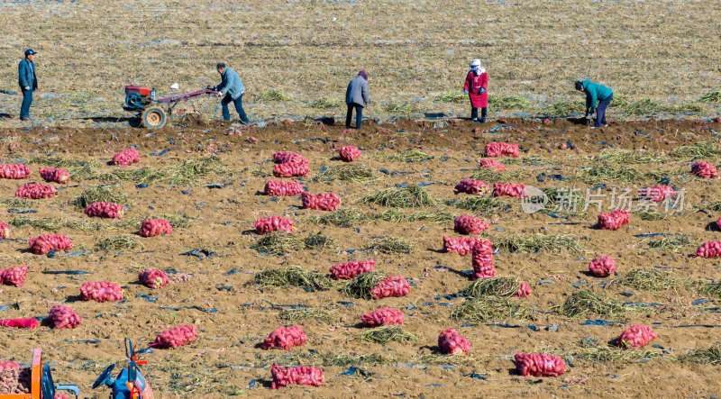 农村农民田野红薯种植农业丰收