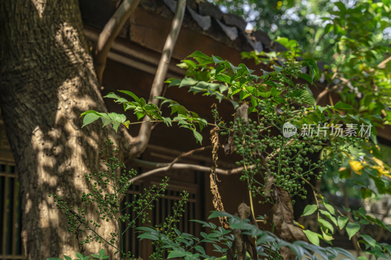 杭州吴山景区伍公庙风景