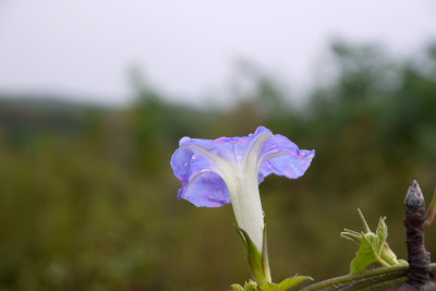 清晨牵牛花