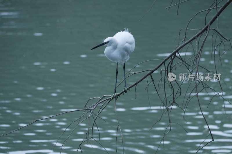 树枝上的大白鹭 