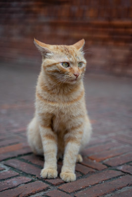 一只猫坐在地上