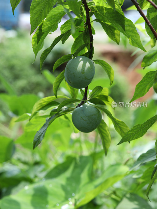 夏天大自然中的绿色果树和果实李子的风景