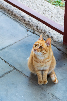 橘猫蹲坐地上抬头望的可爱模样