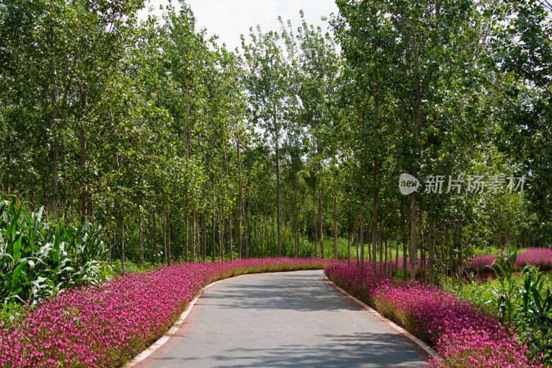 鲜花簇拥的林间小路