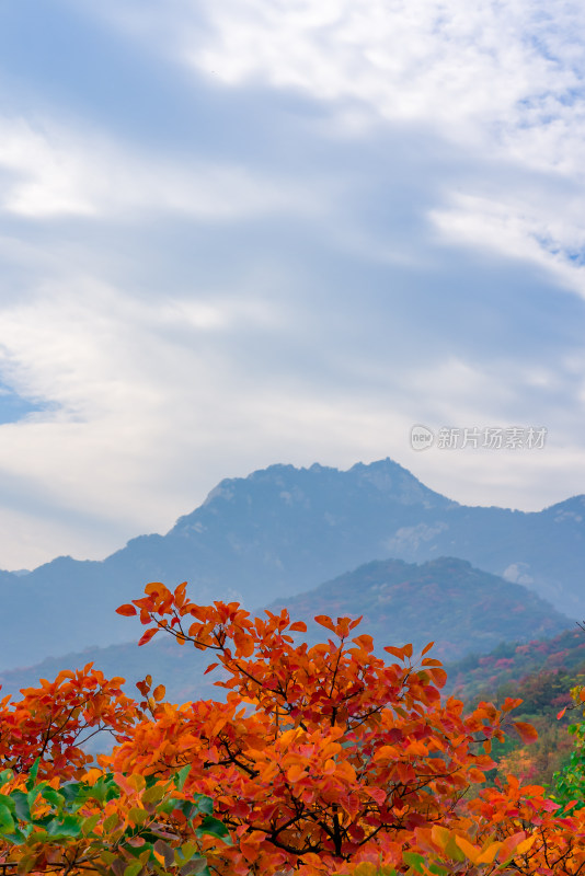 秋天霜降红叶立秋重阳节自然风景山脉树木