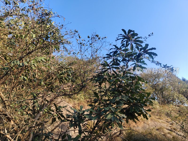 户外蓝天下的茂盛植物景象