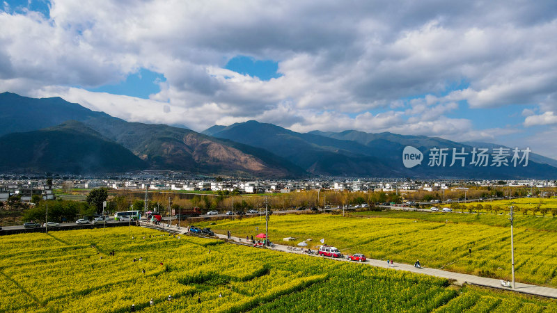 油菜花田与山