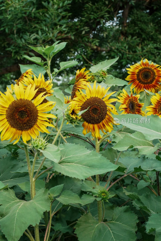 北京奥森公园向日葵