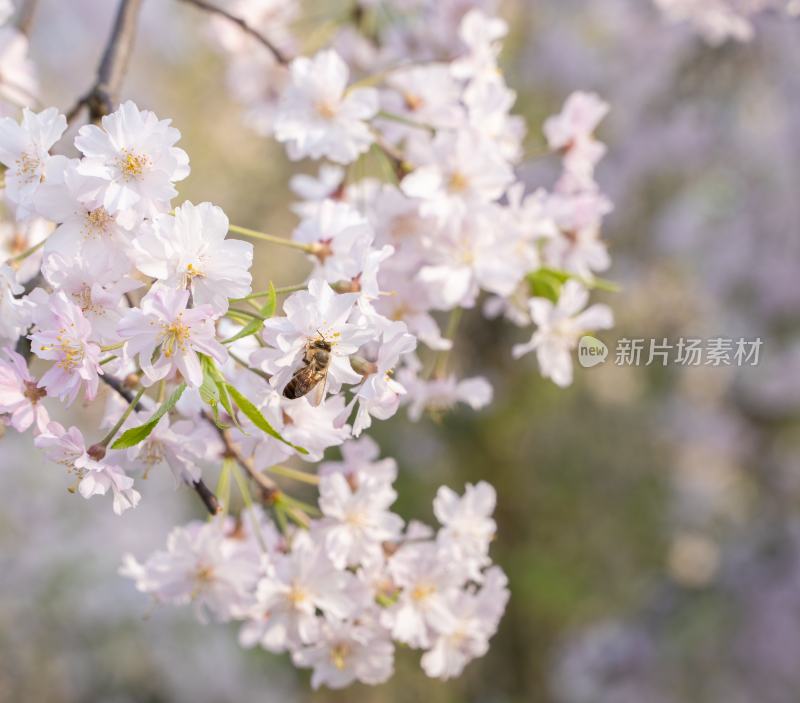 春天鲜花与蜜蜂