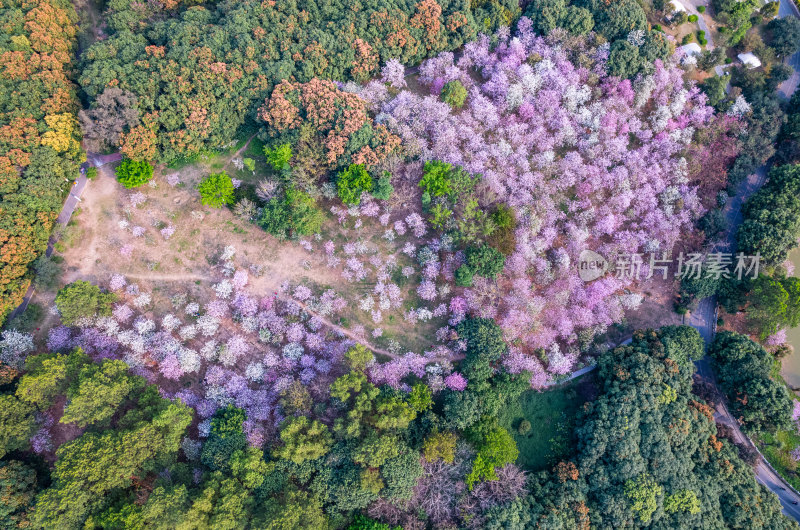 广州大夫山森林公园紫荆花海航拍全景风光