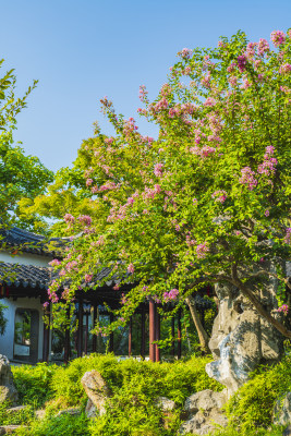 夏末秋初时节，苏州园林留园，紫薇花开