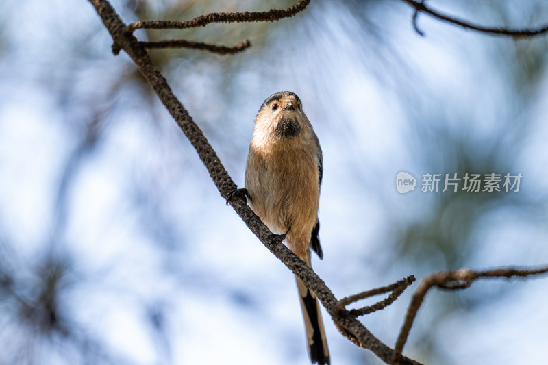 银喉长尾山雀（Aegithalos glaucogularis）