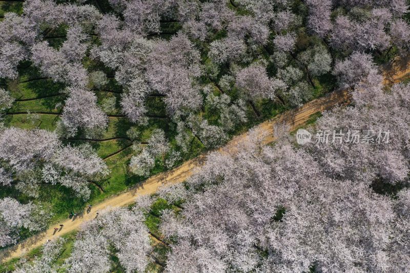 贵州平坝樱花   最美丽最梦幻的樱花园