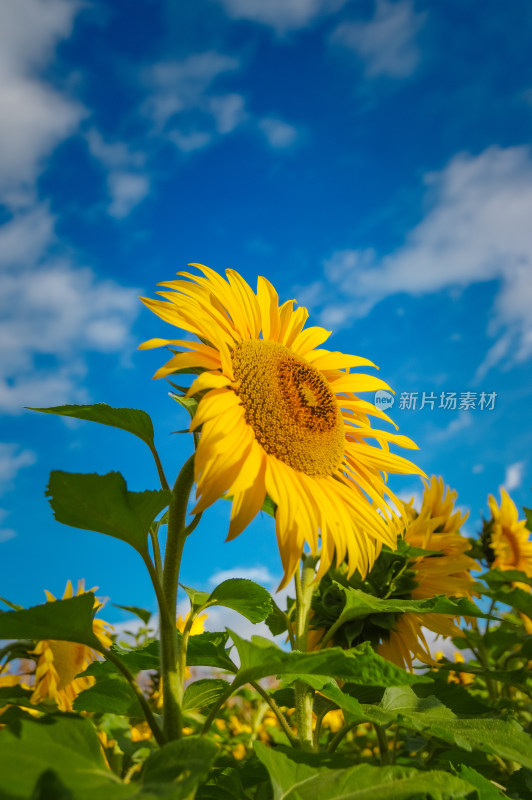 向日葵花盛开自然风景