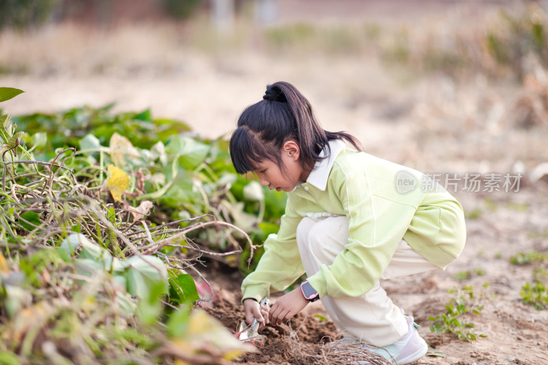 小孩子在快乐的挖地瓜