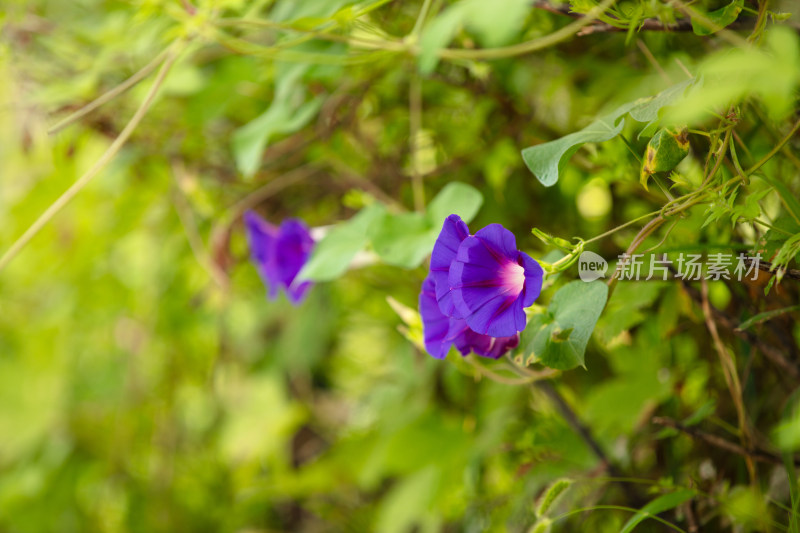 藤蔓植物牵牛花开放出漂亮的花朵