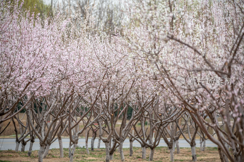 桃树桃花桃树林