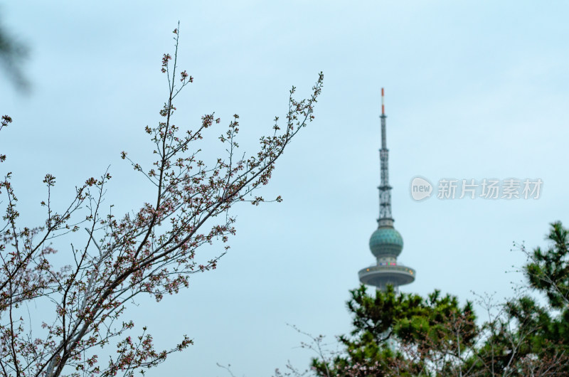 青岛中山公园的春天