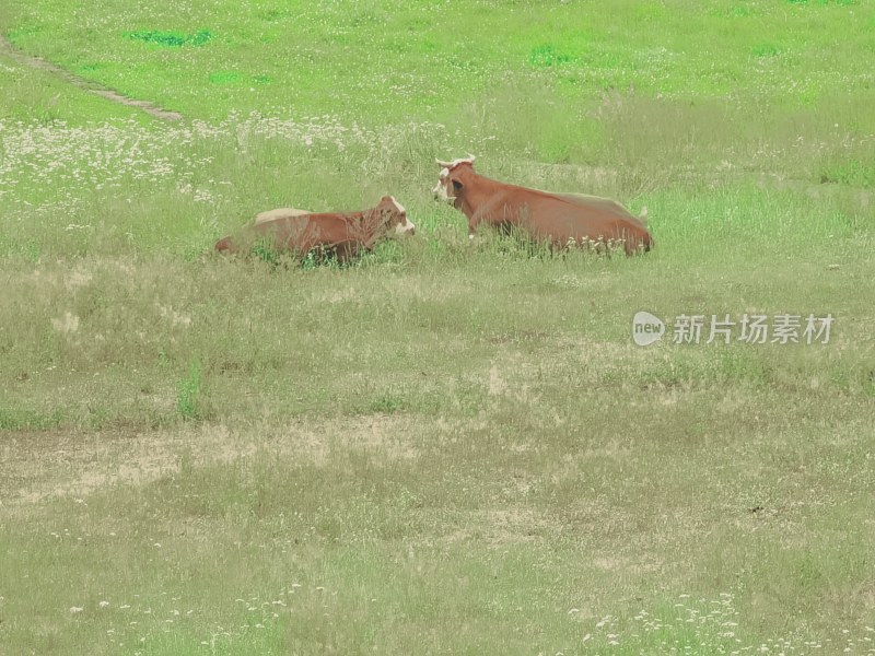 新疆喀纳斯湖，湖岸边草地上的牛群