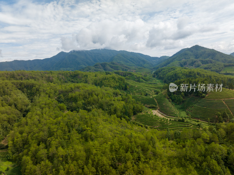 航拍武夷山绿色农田与茶园