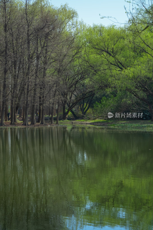 春天公园绿色森林柳树柳枝发芽生机