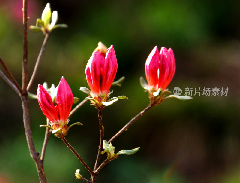 盛开的花朵