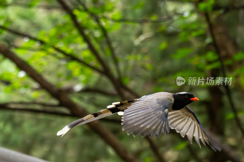 红嘴蓝鹊（Urocissa erythroryncha）