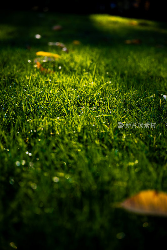 阳光下带露珠的绿色草坪