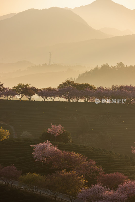 龙岩永福台品樱花茶园