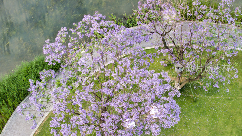 五月成都交子公园蓝花楹