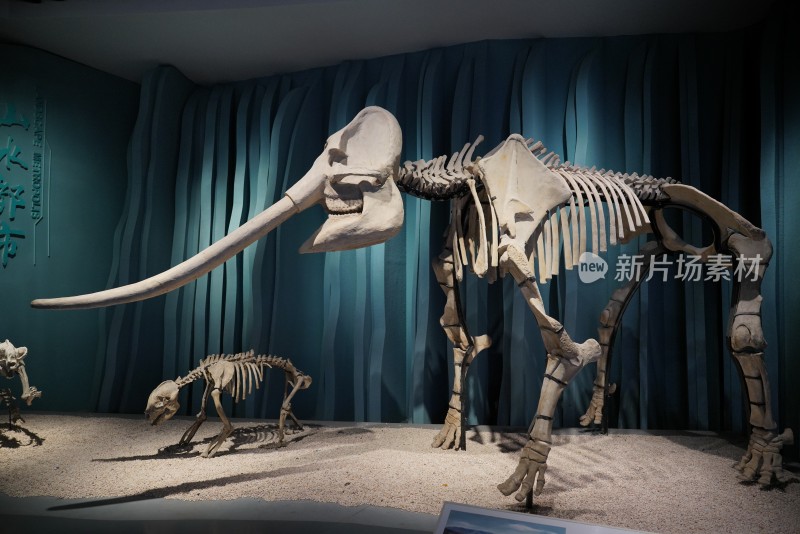 东方剑齿象骨骼化石标本