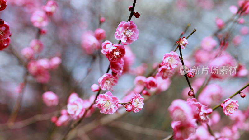 梅花红梅特写