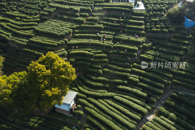 春天杭州西湖龙井茶园翁家山狮峰茶园