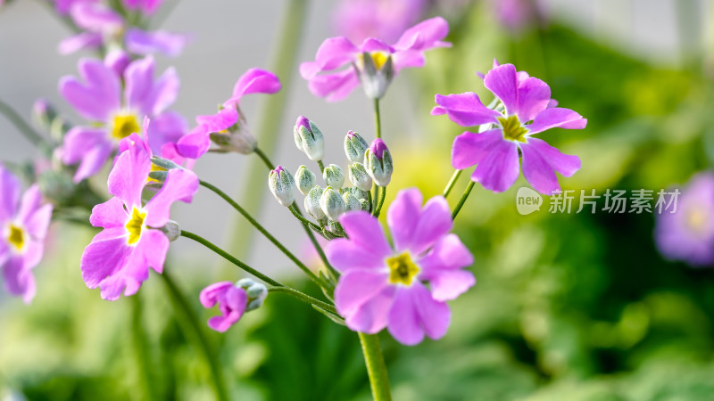 报春花花朵特写