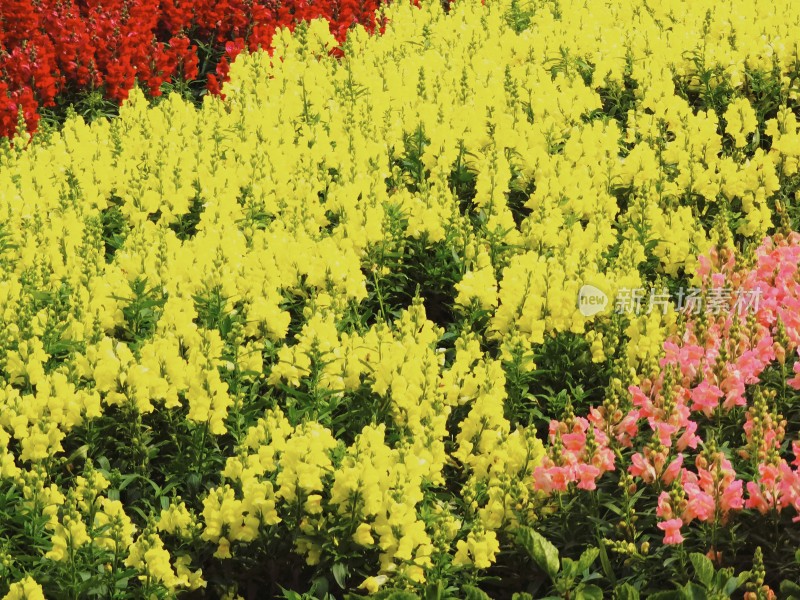 佛山市千灯湖公园金鱼草花海