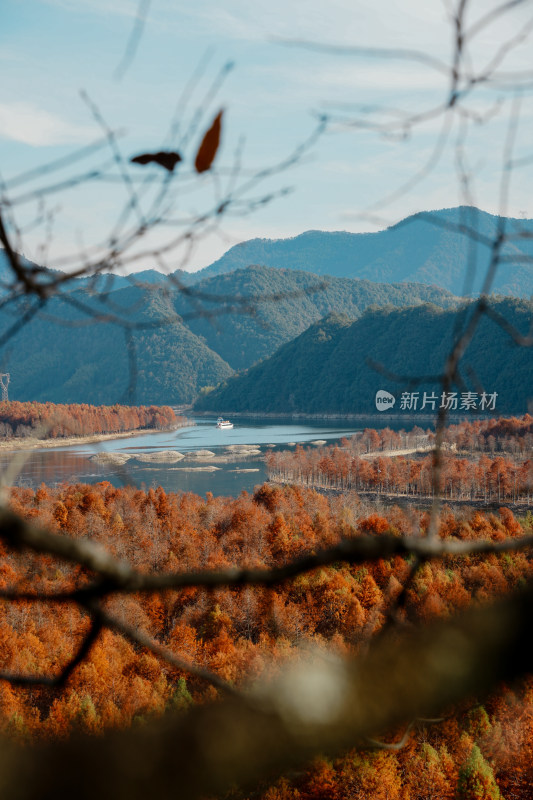 山林间色彩斑斓的红杉林秋景