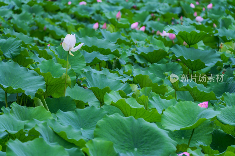 夏季荷塘荷花莲蓬荷叶特写