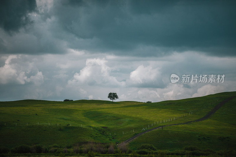 夏天草原雷雨乌云中的一棵树