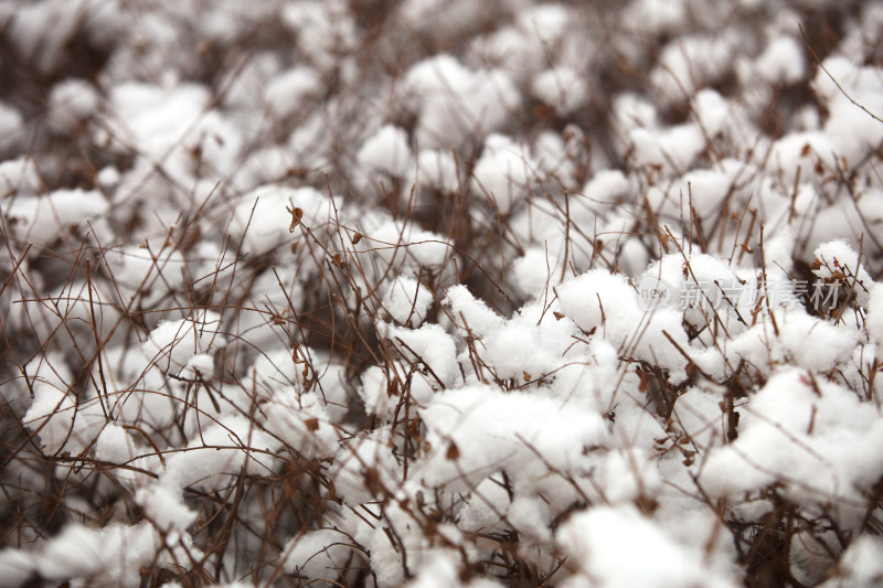 雪白的雪在植物上