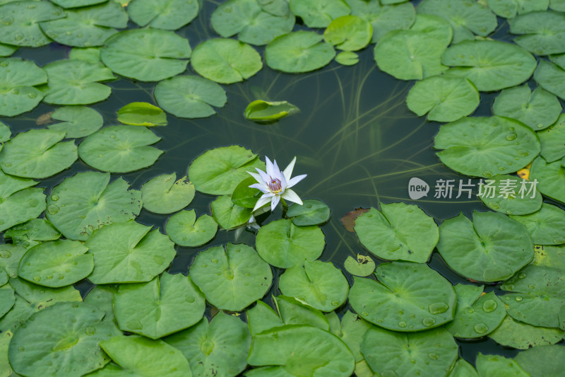 植物园睡莲特写