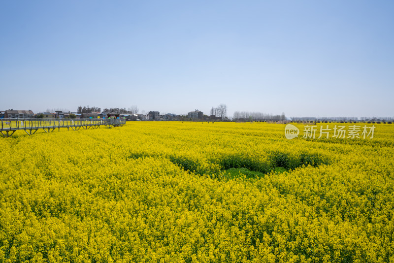 武汉第十届知音故里消泗油菜花花海