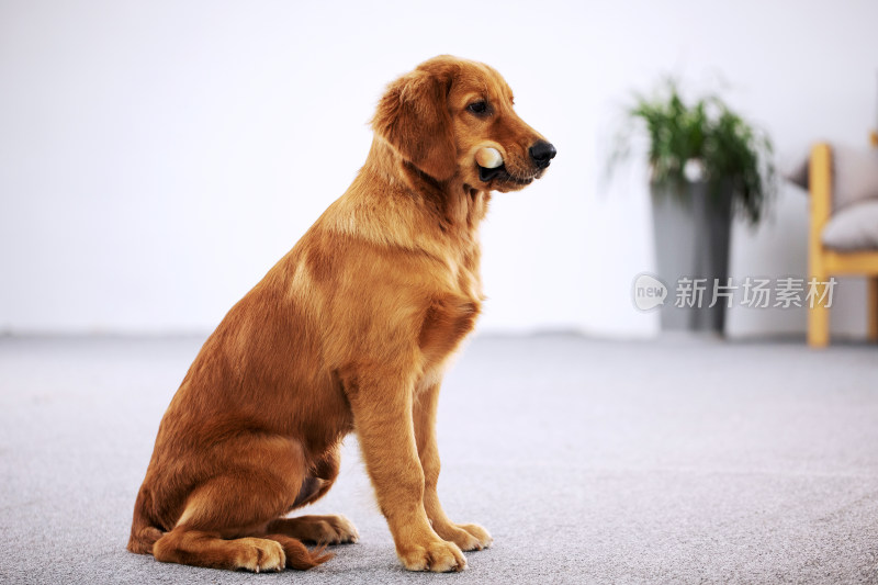 室内坐在地毯上啃骨头的宠物狗狗