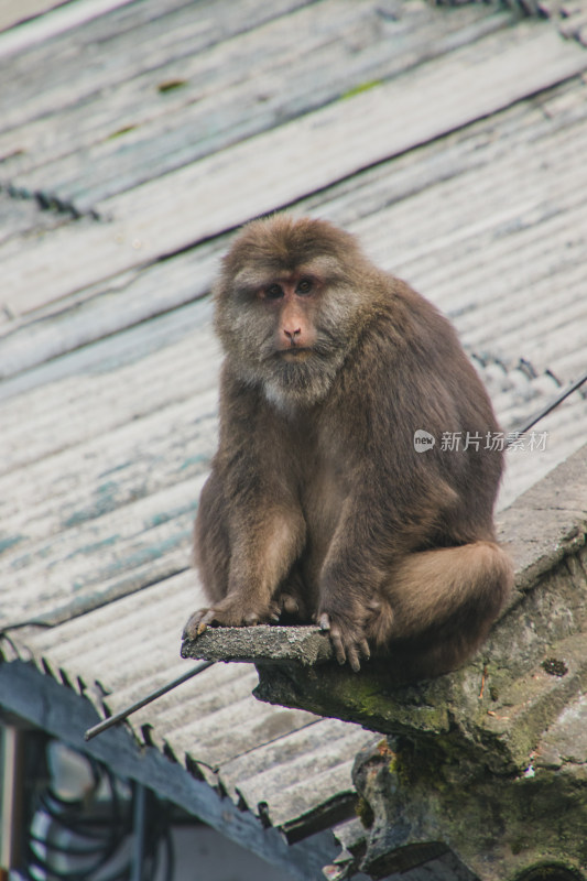 峨眉藏酋猴特写