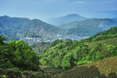 浙江杭州龙井村茶园