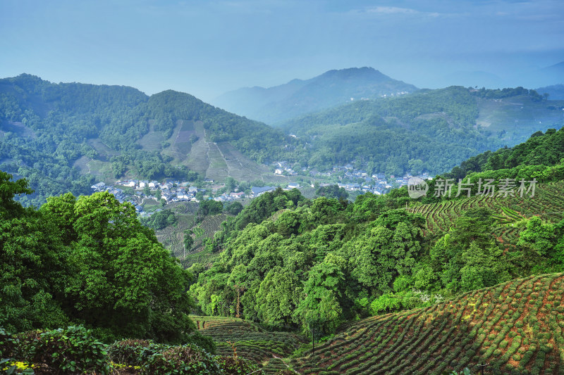 浙江杭州龙井村茶园