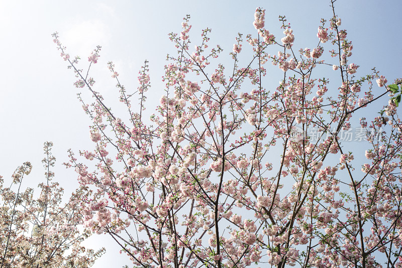 春天顾村公园的樱花