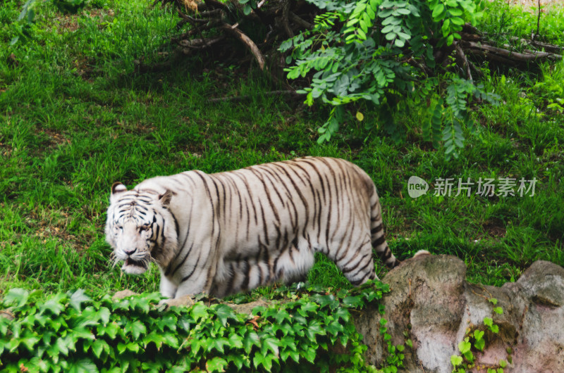 丛林里一只凶猛的白虎在穿行