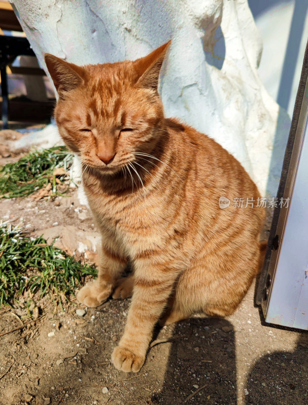 户外休憩的橘色条纹猫